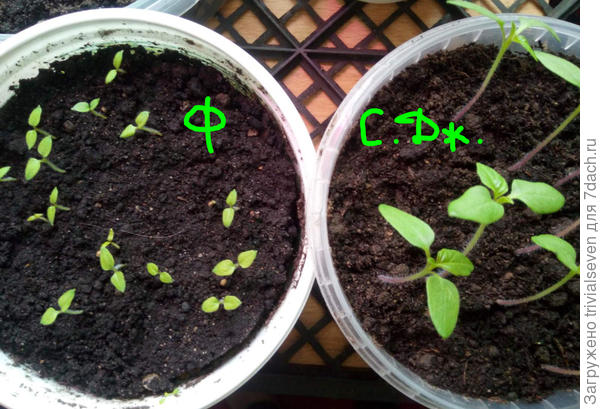 Слева Филантроп, справа Сливовый джем (овощной) с гладким листом.