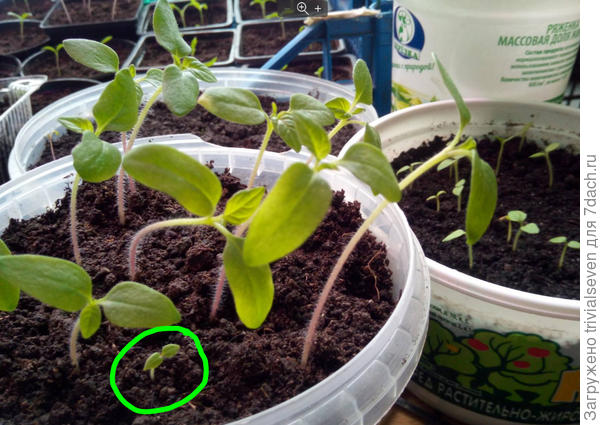 В круге рахат-лукум - он же не рахат лукум (из своих семян)