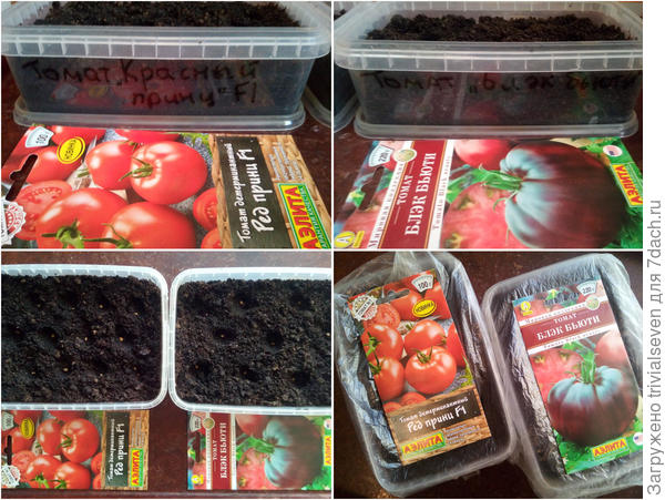 Посев томатов