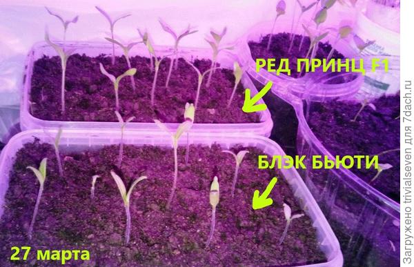 Подсветка фитолампой