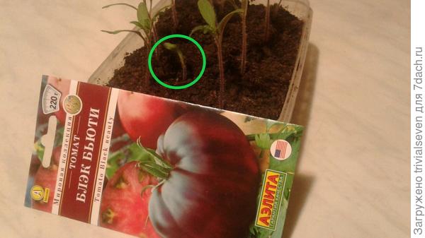 Повреждённый мной росток