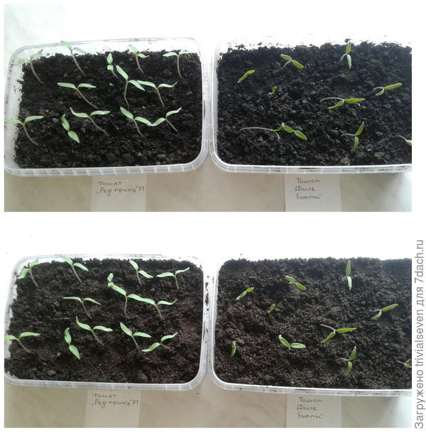 25 марта – подсыпка грунта