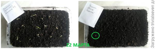 22 МАРТА - всходы
