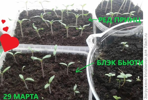 27 марта - первые настоящие листочки