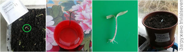 Операция «Спасение принца»