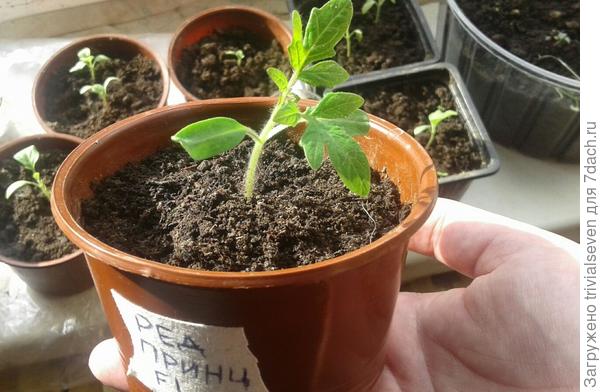 «Ред принц» вернулся в строй