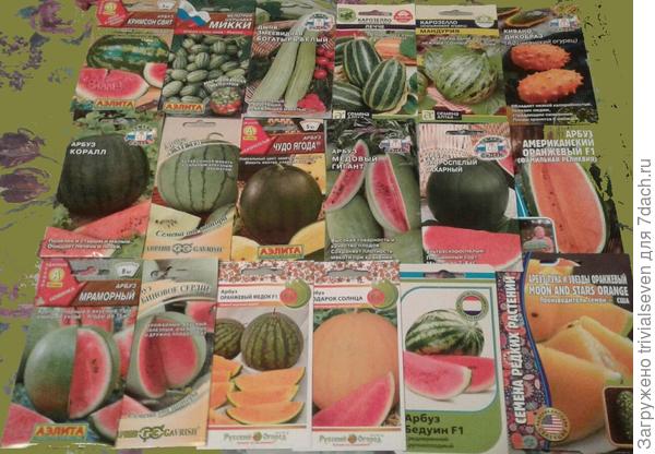 Мои скромные планы