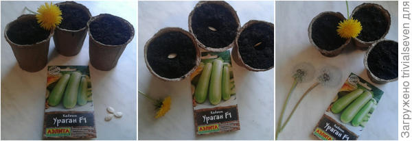 Посев кабачка «Ураган» F1 от Аэлиты