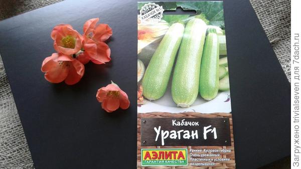 Кабачок «Ураган» F1 от Аэлиты