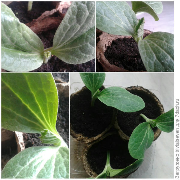 29 мая - Кабачок «Ураган» F1 от Аэлиты