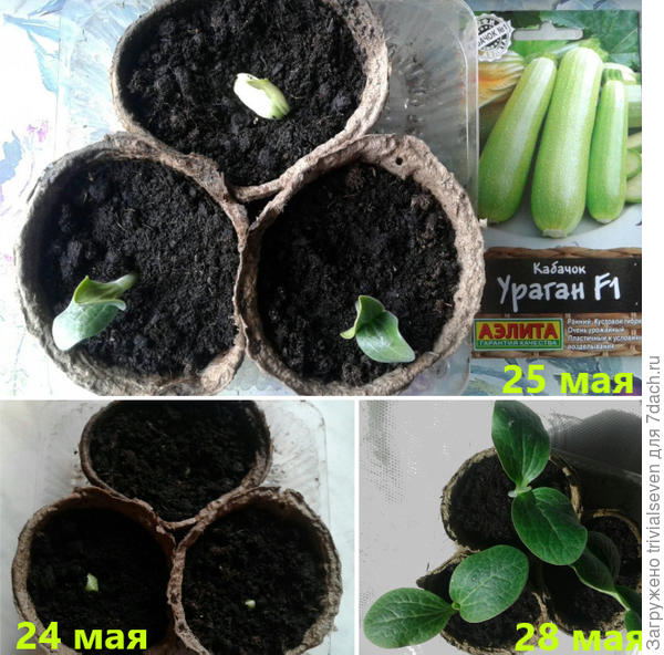 Всходы кабачка «Ураган» F1 от Аэлиты
