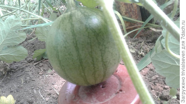 Не уверена, что это за малыш. Внешний вид не соответствует подписи.