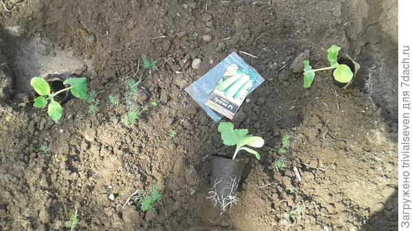 7 июня. Кабачок «Ураган» F1