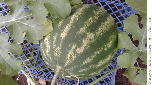 Камера телефона искажает цвет. Не знаю, который ближе к реальному.