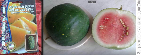 Вот что получилось из этого пакетика семян