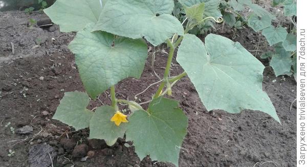 17 июня. Первый цветок. «Суперхруст» F1