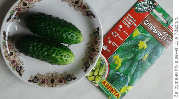 «Суперхруст» F1