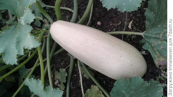 Фото Кабачок «Ураган» F1 – выравненный плод