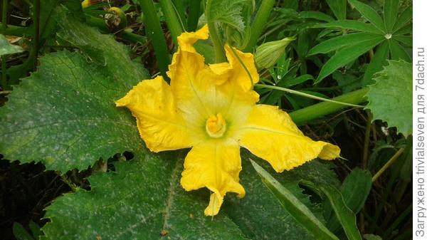 Фото 1 октября – все еще цветем