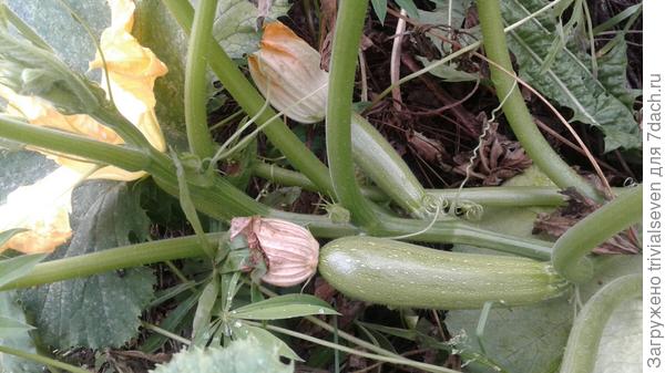 Фото 1 октября – все еще завязываем плоды