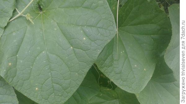 Пораженные листья