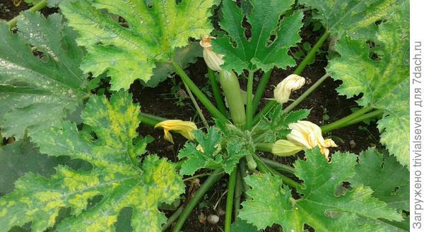 3-е августа. Листья желтеют