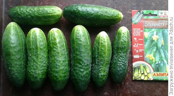 «Суперхруст» F1