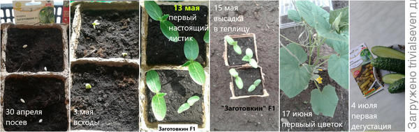 Кратко о первых этапах развития «Заготовкина» F