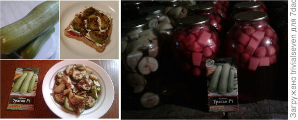 Слева - тушеный кабачок «Ураган» F1 с семечками, чесноком и соевым соусом (очень вкусно на бутерброде с ветчиной, хреном и майонезом); справа - любимый компот из кабачка с алычой (я его зову – ананасы)