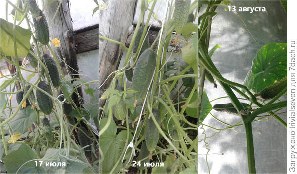 Массовое плодоношение «Суперхруста» F1