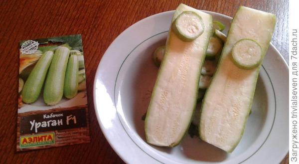 Кремовая мякоть - кабачок «Ураган» в разрезе