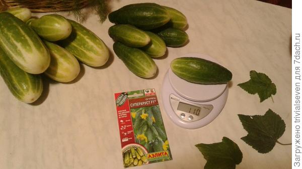 «Суперхруст» F1 на весах