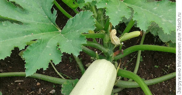 Фото 3-е августа. Кабачок не хочет завязывать плоды из-за затяжных дождей