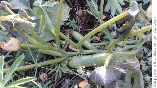 Фото 13 октября – был ночной мороз, листья подмерзли