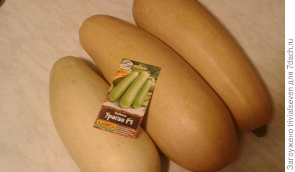 Кабачки отправлены на хранение