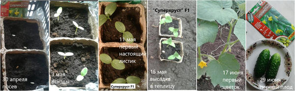 Кратко о первых этапах развития «Суперхруста» F1