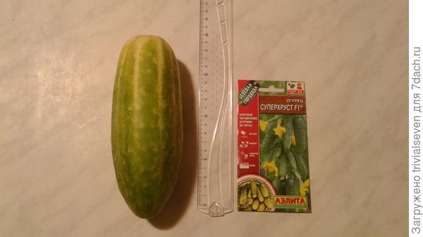 Замеры размеров плода (один из самых крупных)