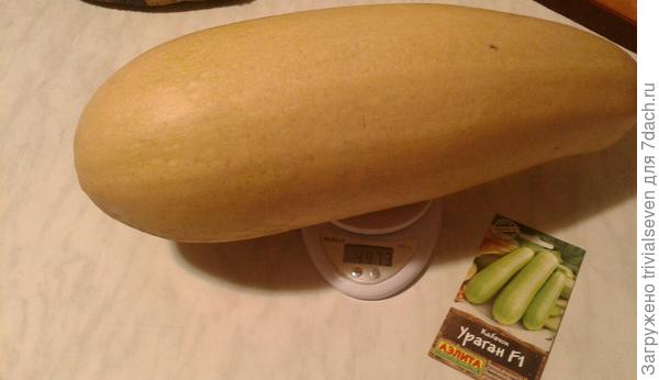 Самый крупный кабачок «Ураган» - 4,974 кг