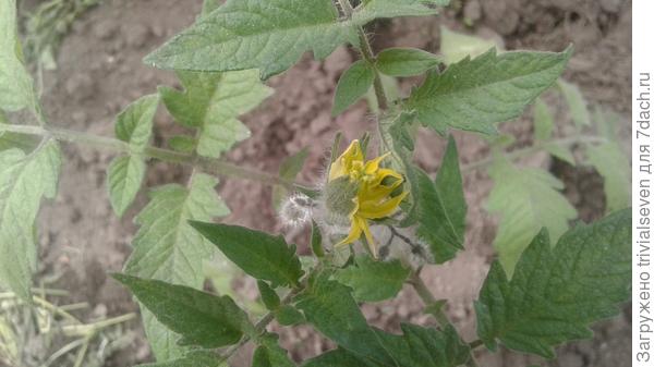 20 мая. «Блэк бьюти» вот-вот расцветет