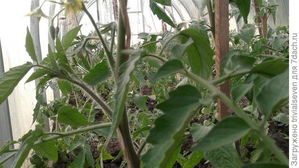 1 июня. «Блэк бьюти» - 1-я завязь