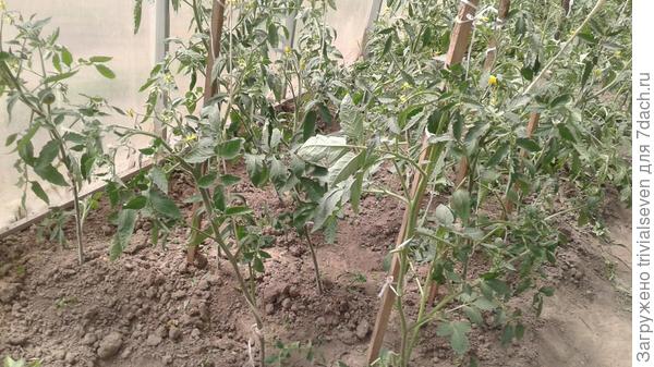 10 июня. «Ред принц» F1 после пасынкования