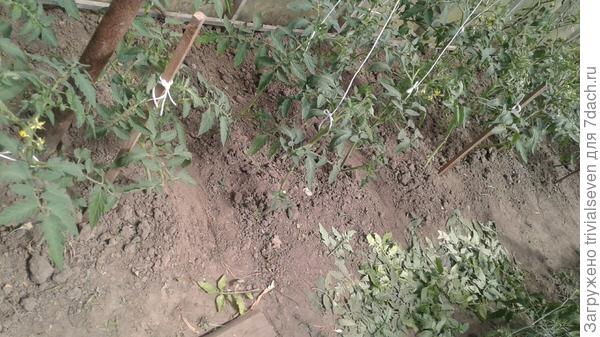 10 июня. «Ред принц» F1 после пасынкования