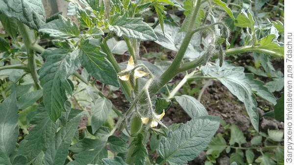 7 июня. Зацвел «Ред принц» F1