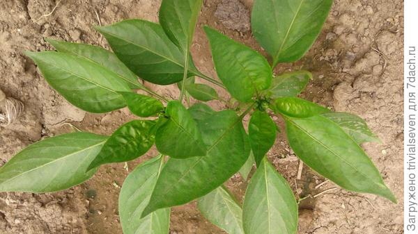 10 июня. Сладкий перец «Черный бриллиант» - массовая бутонизация