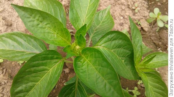 10 июня. Сладкий перец «Большая семья» - массовая бутонизация