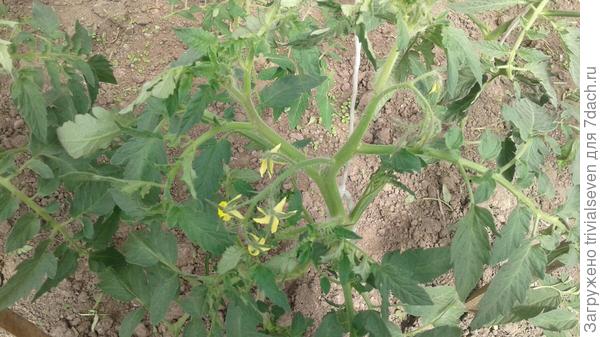 10 июня. Массовое цветение «Ред принц» F1