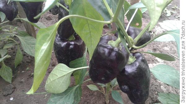 13 августа. Сладкий перец «Черный бриллиант»