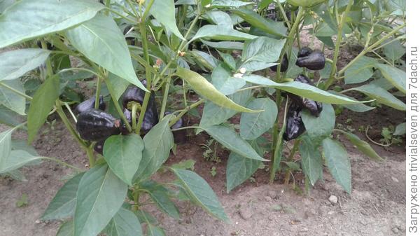 17 июля. «Черный бриллиант». Массовое цветение и завязывание плодов - 115 дней от первых всходов