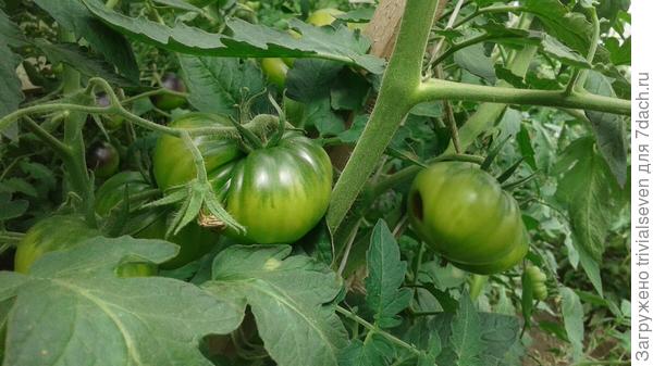 Плод начинает портиться. Блэк бьюти?