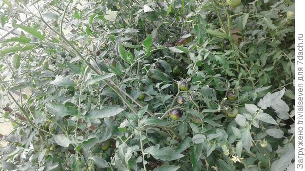 10 июля. «Блэк бьюти»